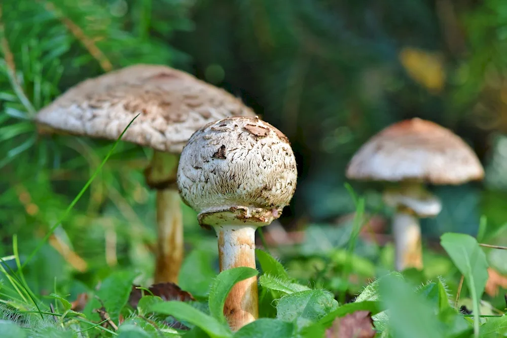Korean mushrooms
