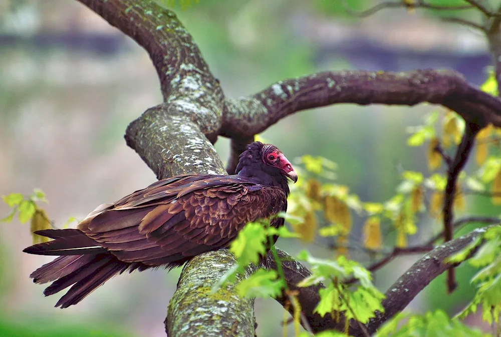 Turkish birds