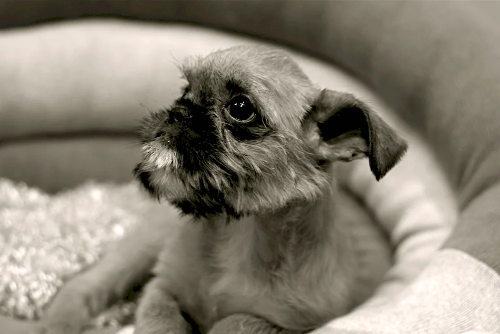 Belgian Bearded Griffon