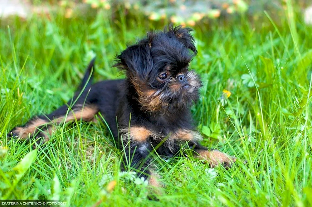 Brussels Griffon