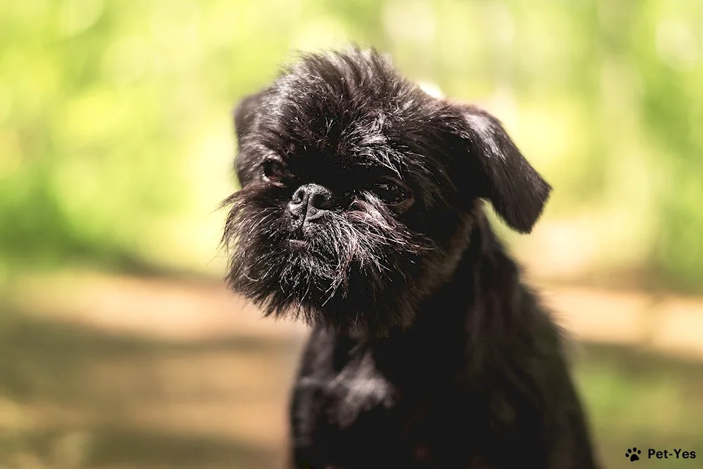 Black Griffon Belgian Griffon