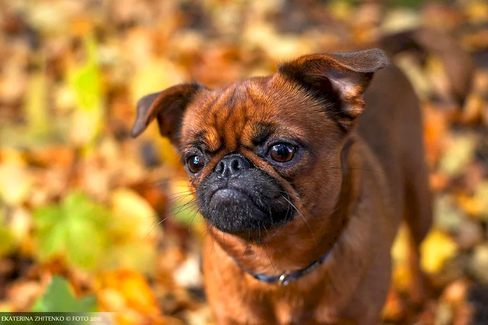 Breed of dog Petit Brabanson