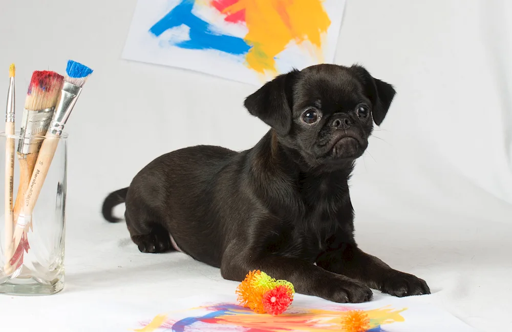 Brussels Griffon