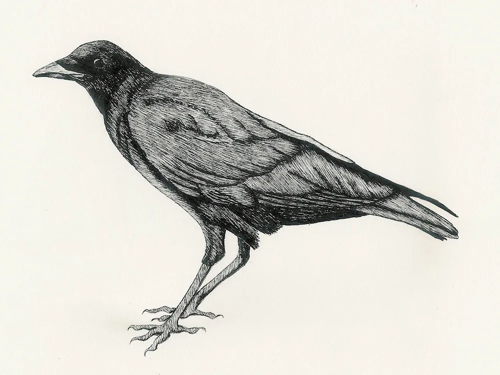 Grifvoron crow drawing in pencil