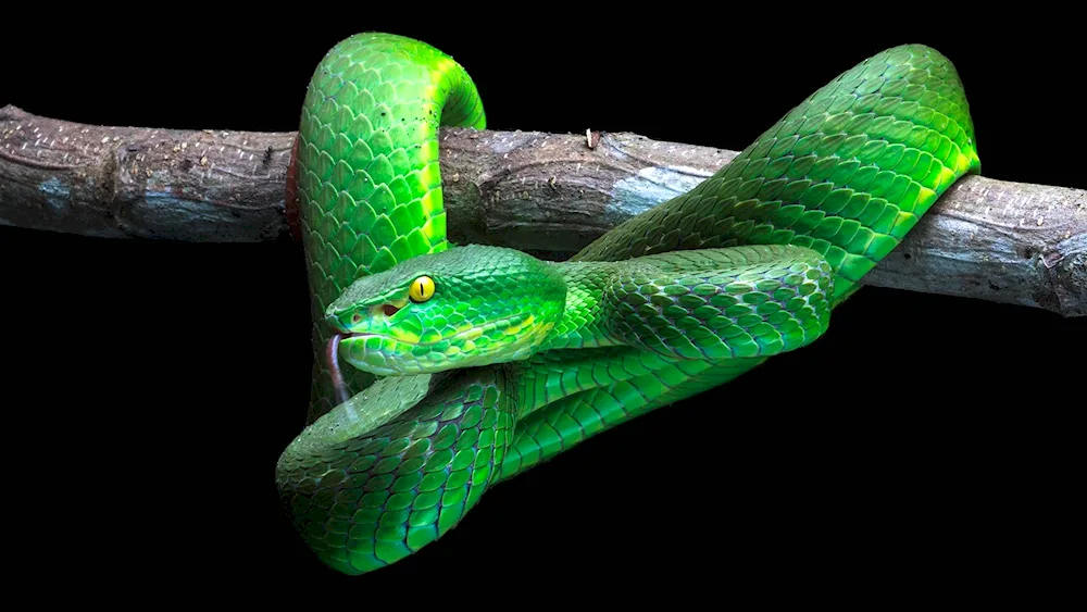 King Cobra Nagaina