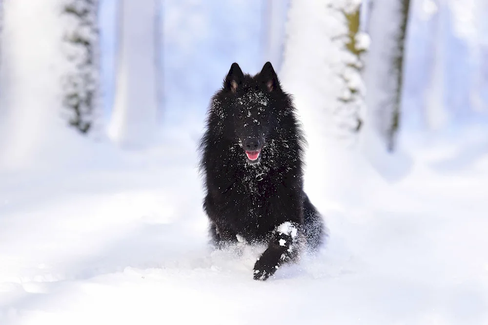 German Shepherd Dog black