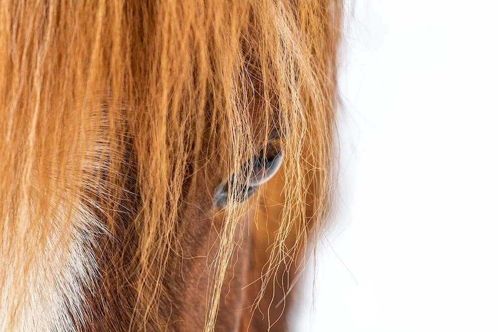 Horse with braided hair mane