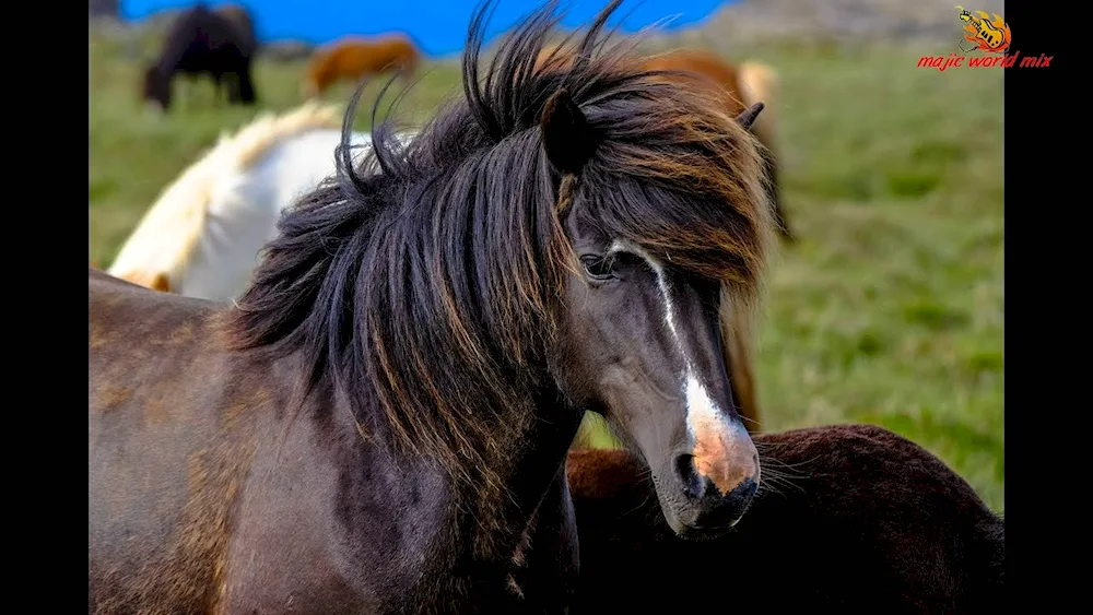 Horse close-up hair