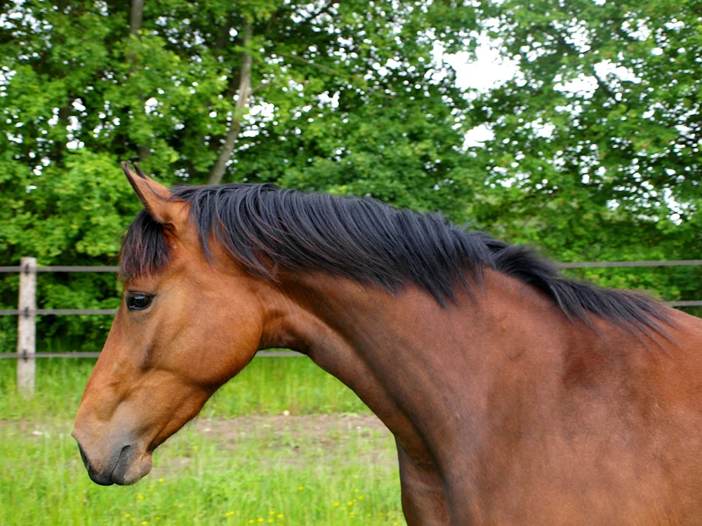 Icelandic horse
