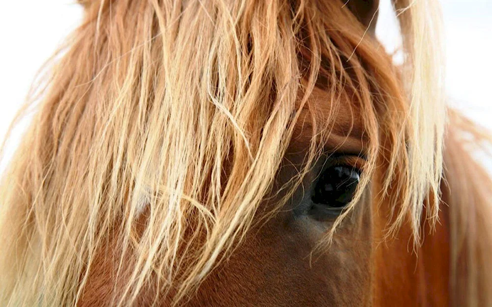 Horse mane