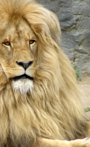 Lion's mane