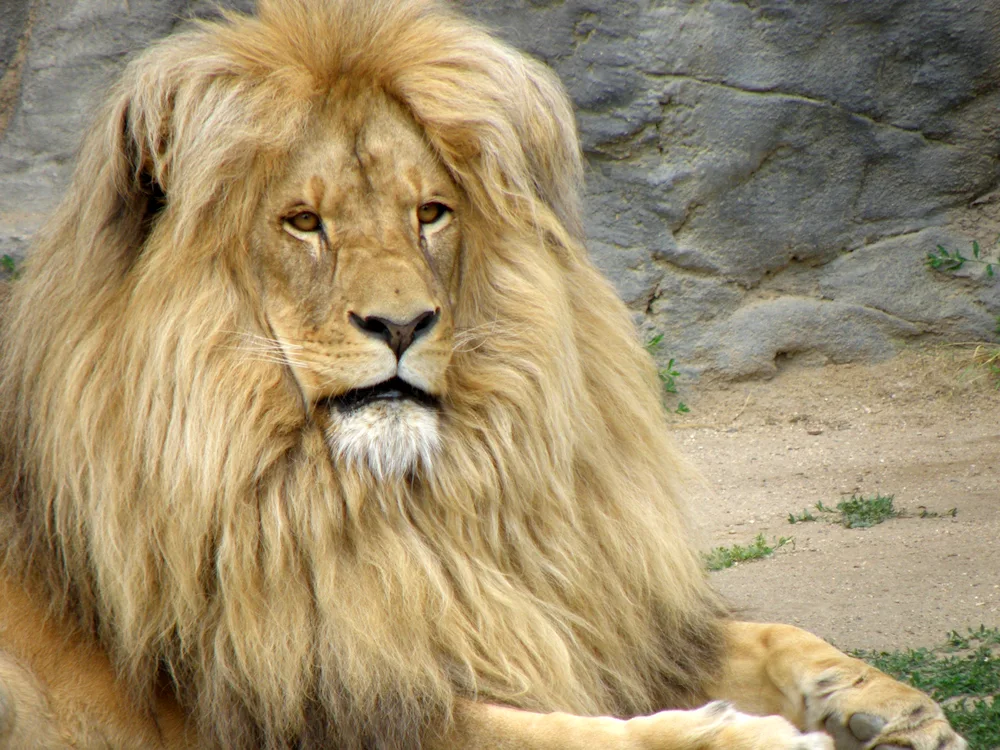 Lion's mane