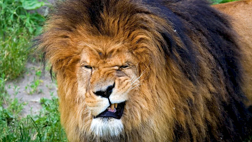Lion with a sucker's mane