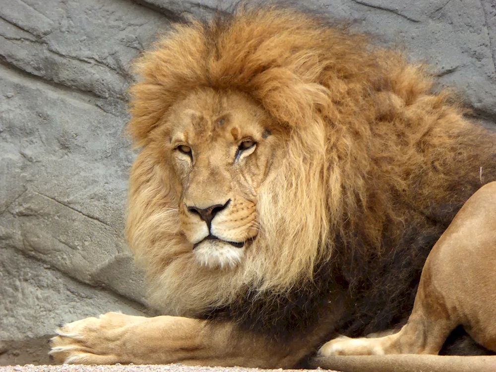 Lion