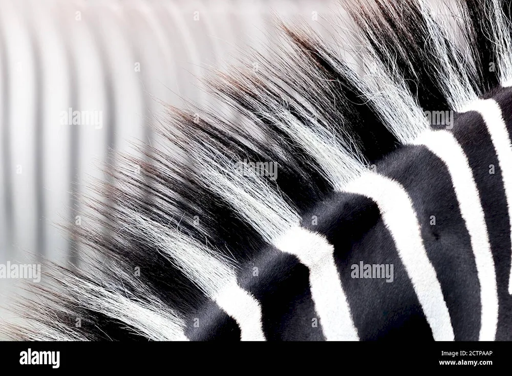 Zebra Mane