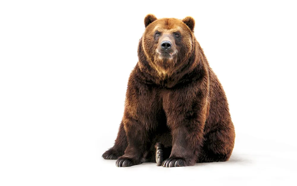 Eric Abel painting bear