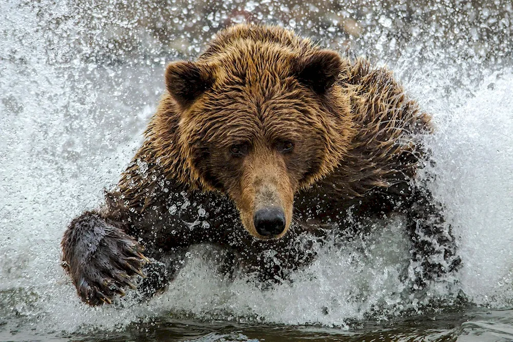 Grizzly Bear and Brown Bear