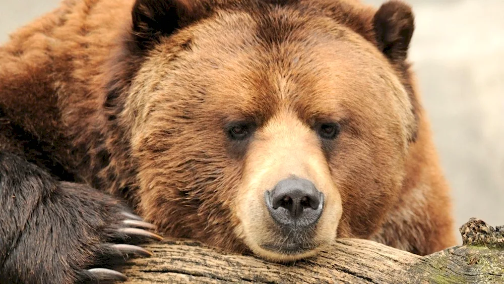 Grizzly and Brown Bear