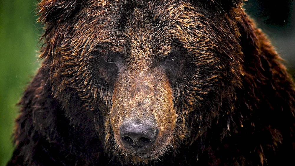 Grizzly and Brown Bear