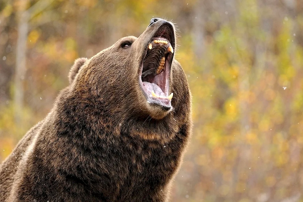 Grizzly bear