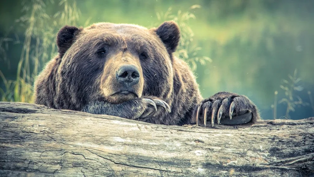 Brown bear Amur region