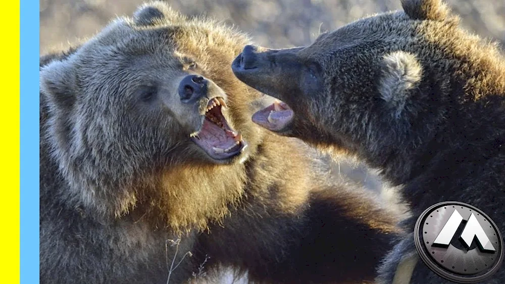 Grizzly bear with cubs