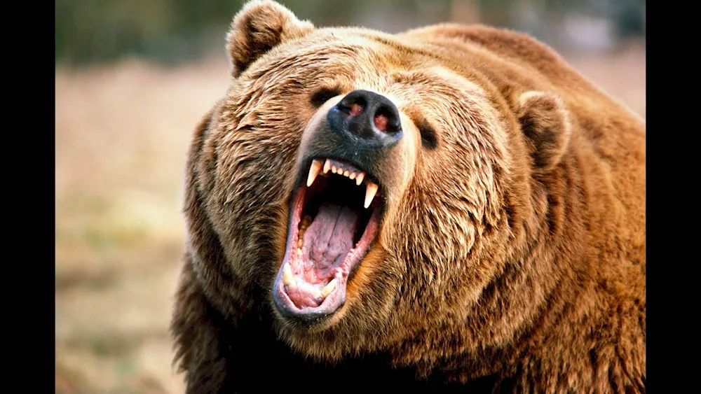Grizzly North American brown bear