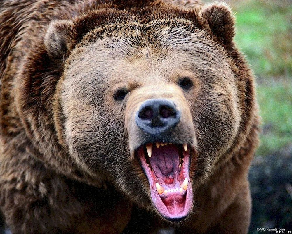 Grizzly bear