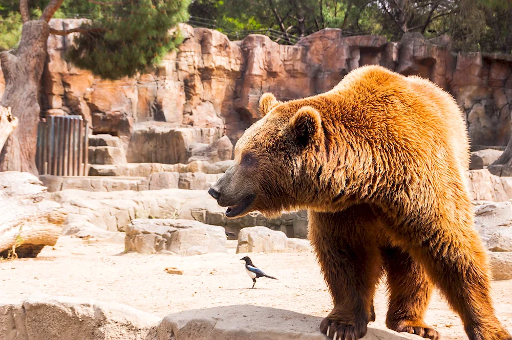 Grizzly in Moscow Zoo