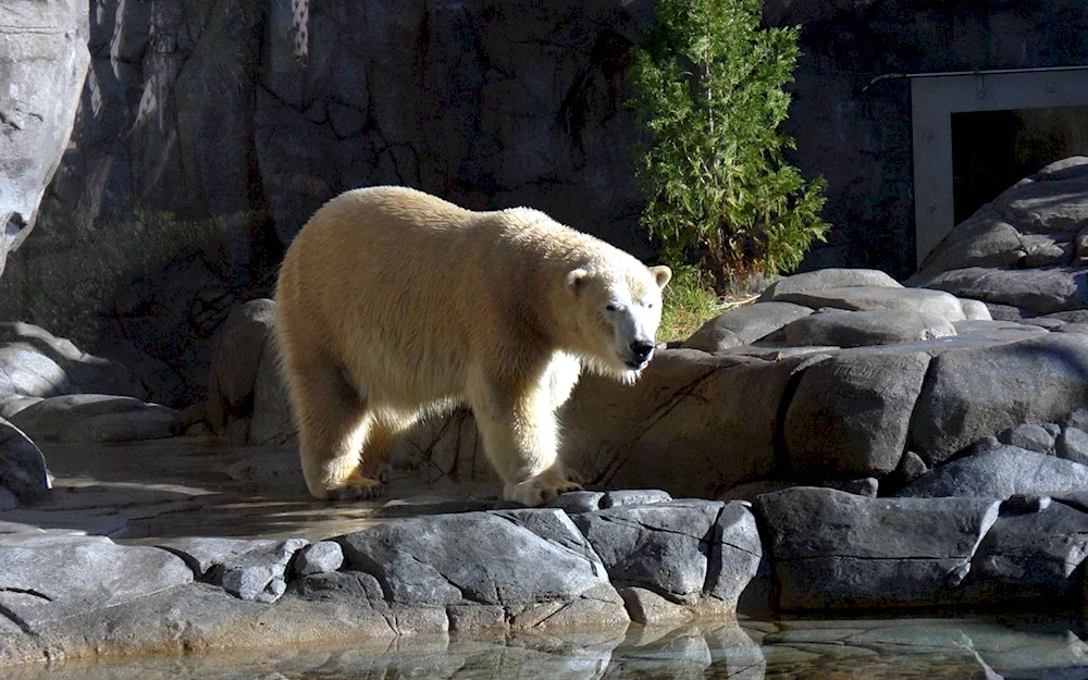 Grizzly in Moscow Zoo