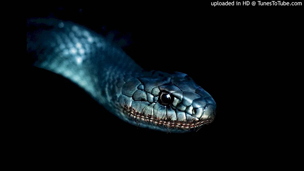 Cobra Nagaina