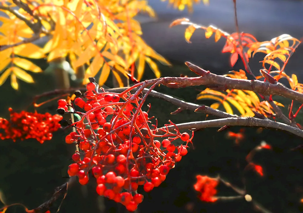 Ryeberry bunches autumn