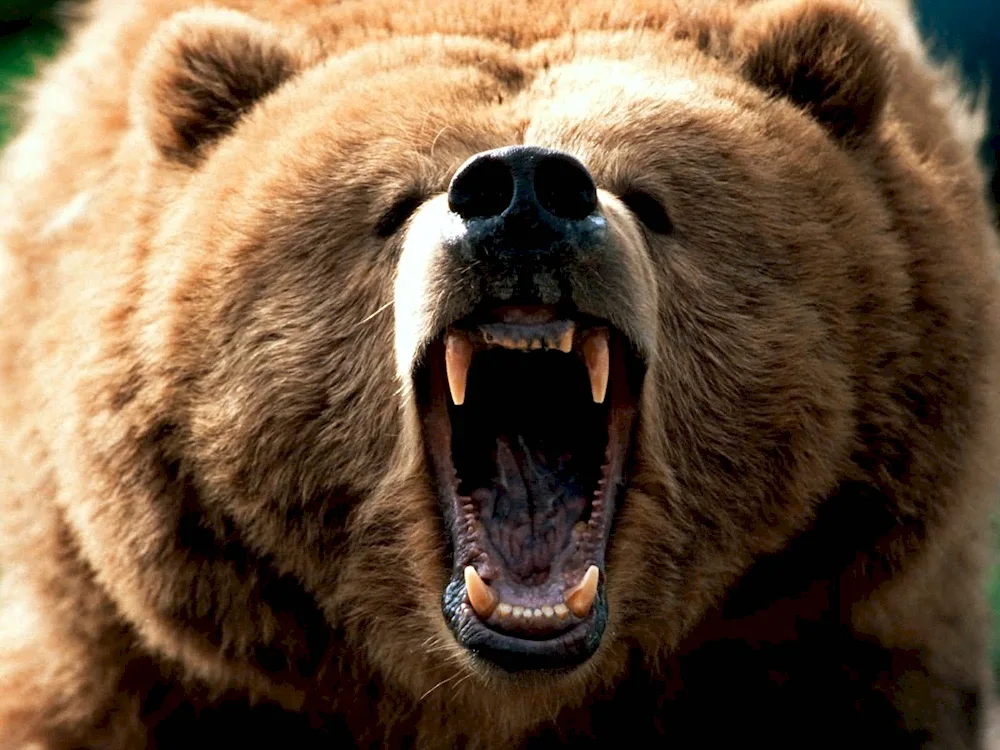 Common bear.