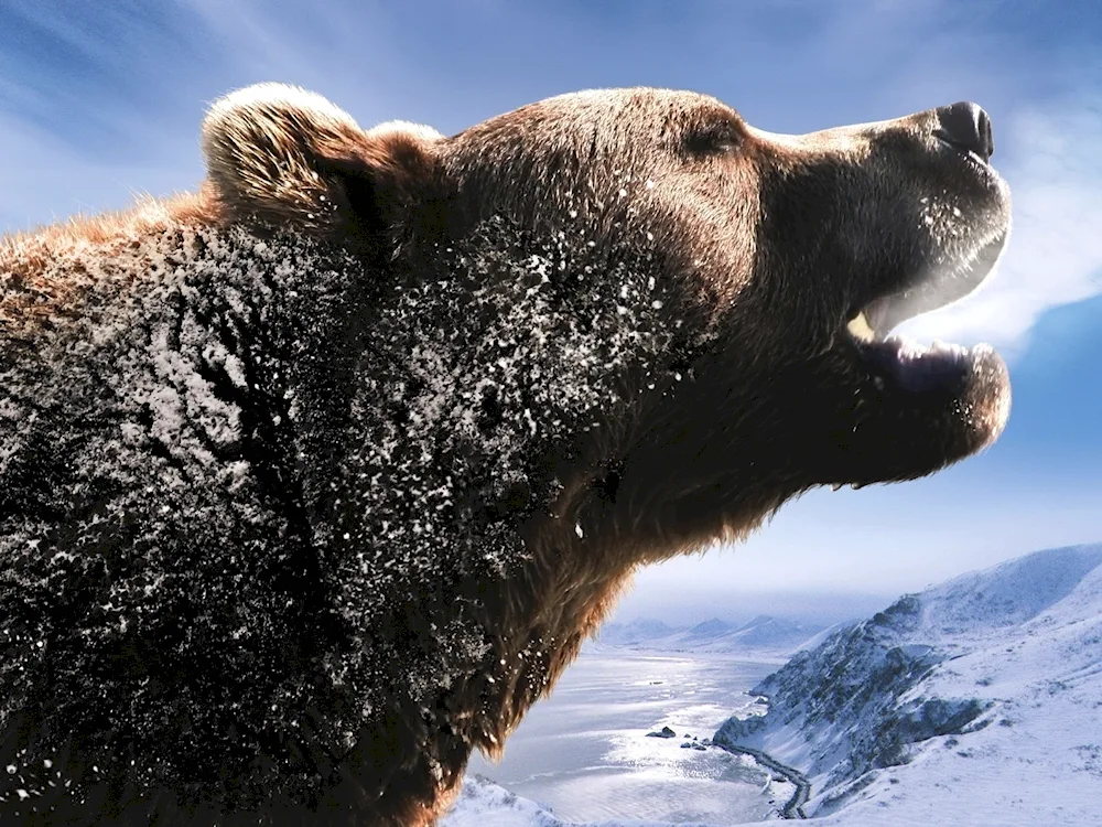 Grizzly bear phone screensaver bear