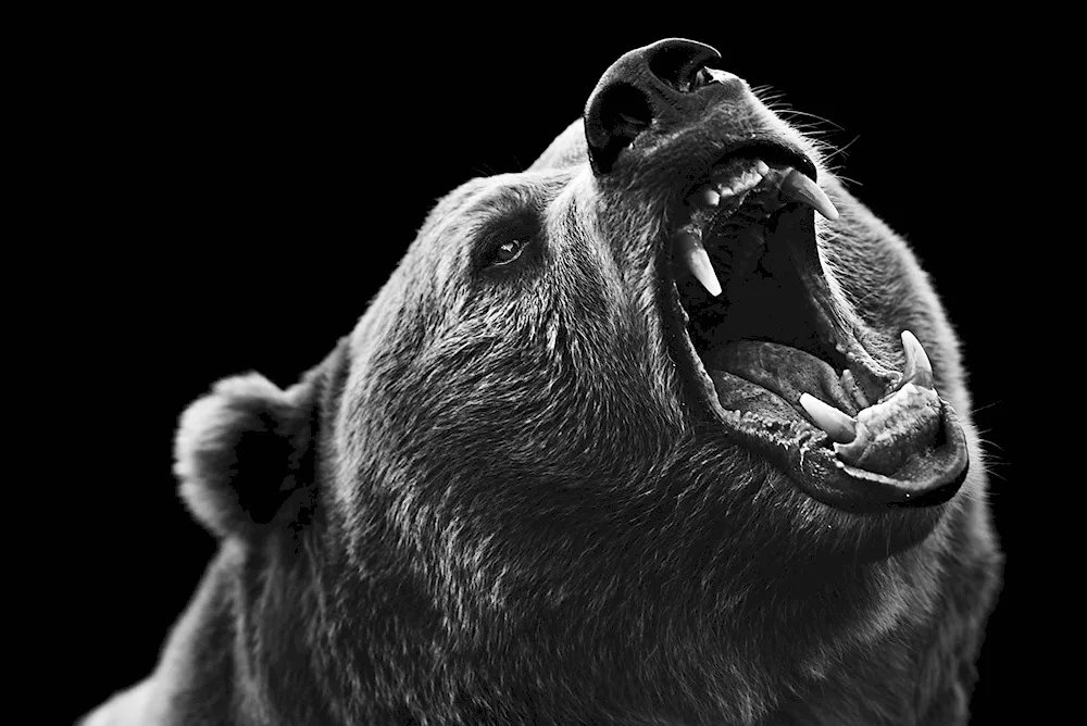 Bears in the forest Kim Norlien