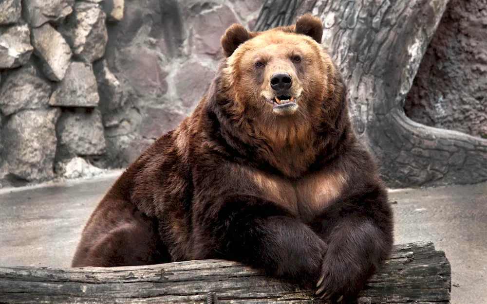 Fierce Grizzly Bear