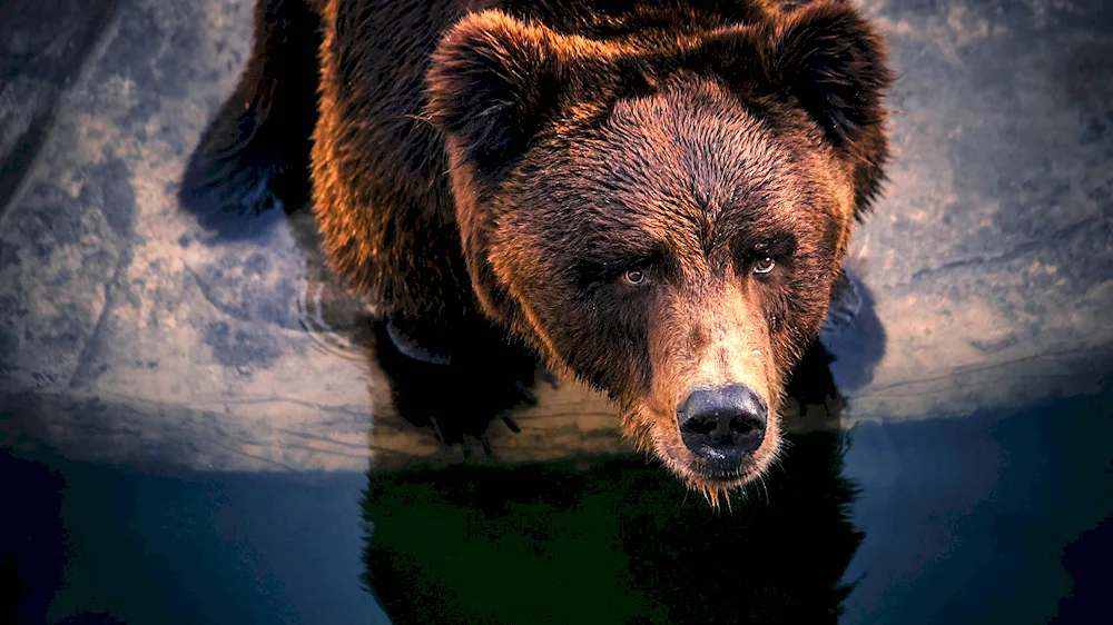 Fierce Grizzly Bear
