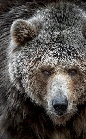 Grizzly Grizzly Bear