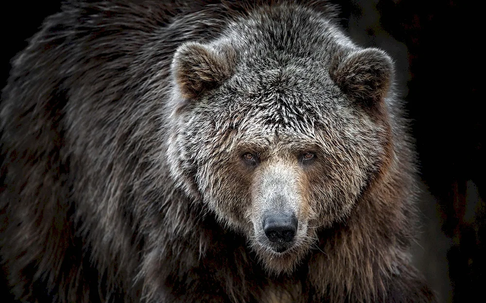 Grizzly Grizzly Bear