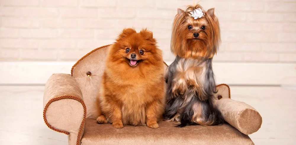 Yorkshire terrier long-haired