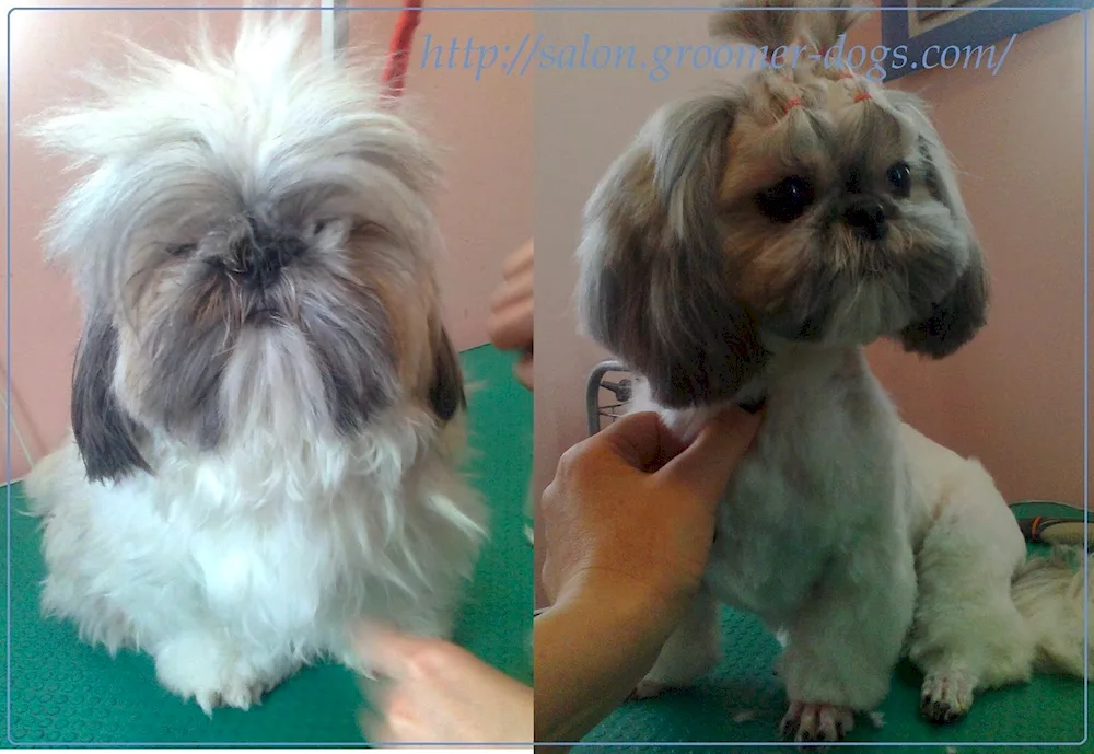 Shih tzu