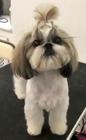 Grooming shi tzu