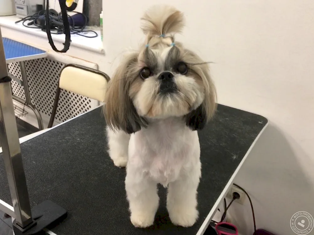 Grooming shi tzu
