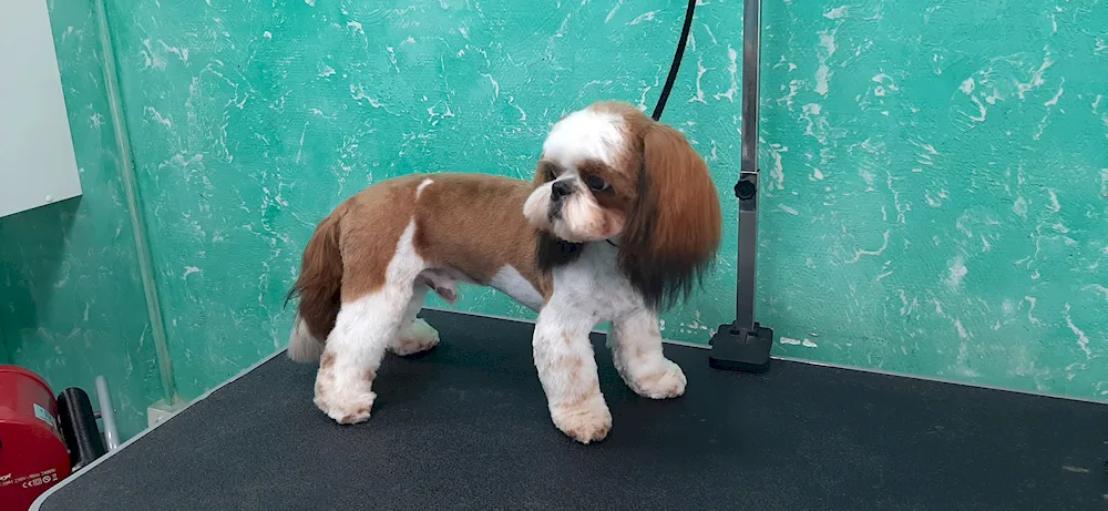 Grooming shi tzu