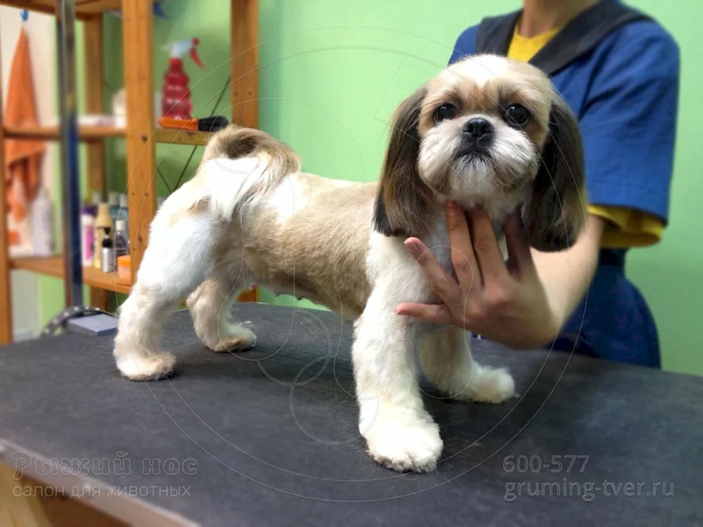 Grooming shi tzu