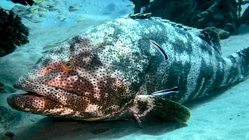 Grouper Goliath fish