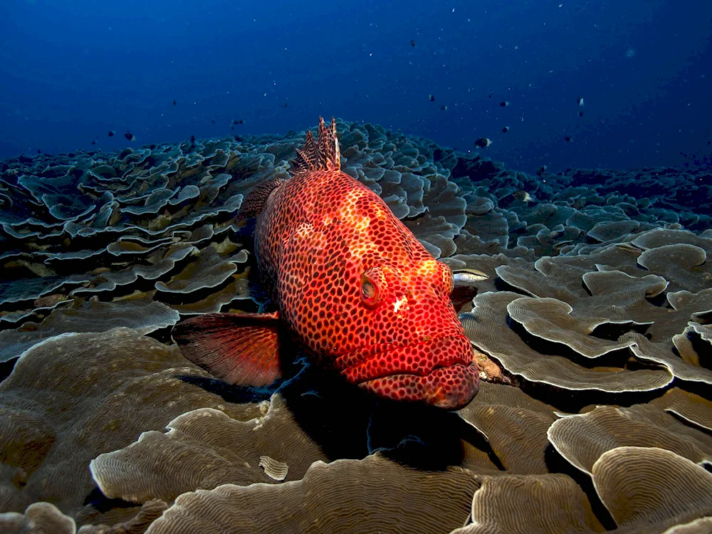 Sea reef reef fish