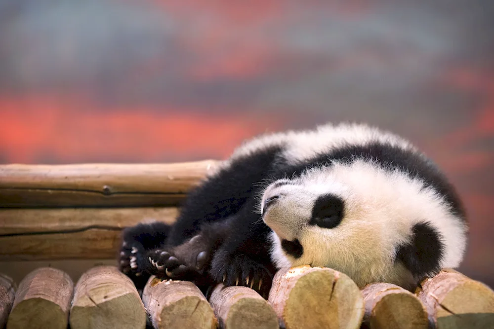 Sad Panda