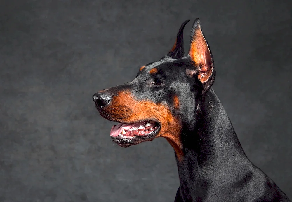 Great Doberman