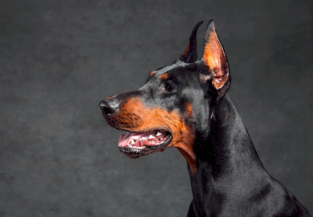 Doberman dog breeds